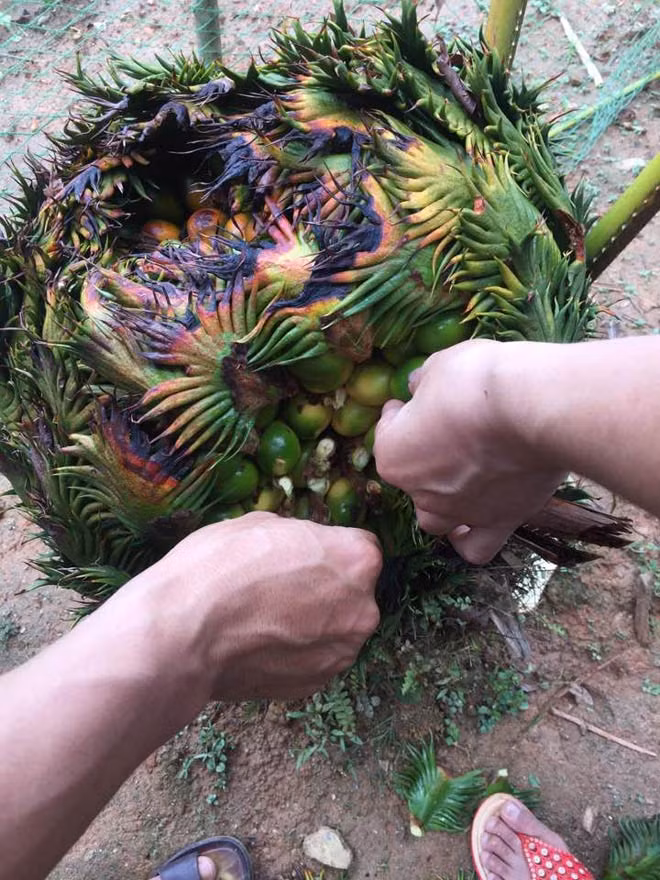 Năm nay, cây vạn tuế của gia đình anh Dương cho gần 400 quả và đã ngả màu vàng chín. Nhiều người dân và khách đến nhà anh Dương chơi, được chủ nhà hái quả vạn tuế biếu làm quà. Được biết, hiện cây vạn tuế này cao hơn 1m, gồm có nhiều nhánh con ôm trọn gần 400 quả vạn tuế. Khi quả chín, các tán lá bung ra tạo thành hình tròn và các quả chín vàng buông xuống tạo thành hình lá nâng quả rất đẹp.