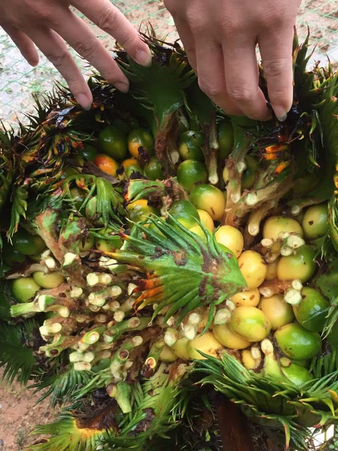 Thậm chí chặt nhánh để hái quả cho dễ, vì nó sẽ ra nhánh mới rất nhanh.