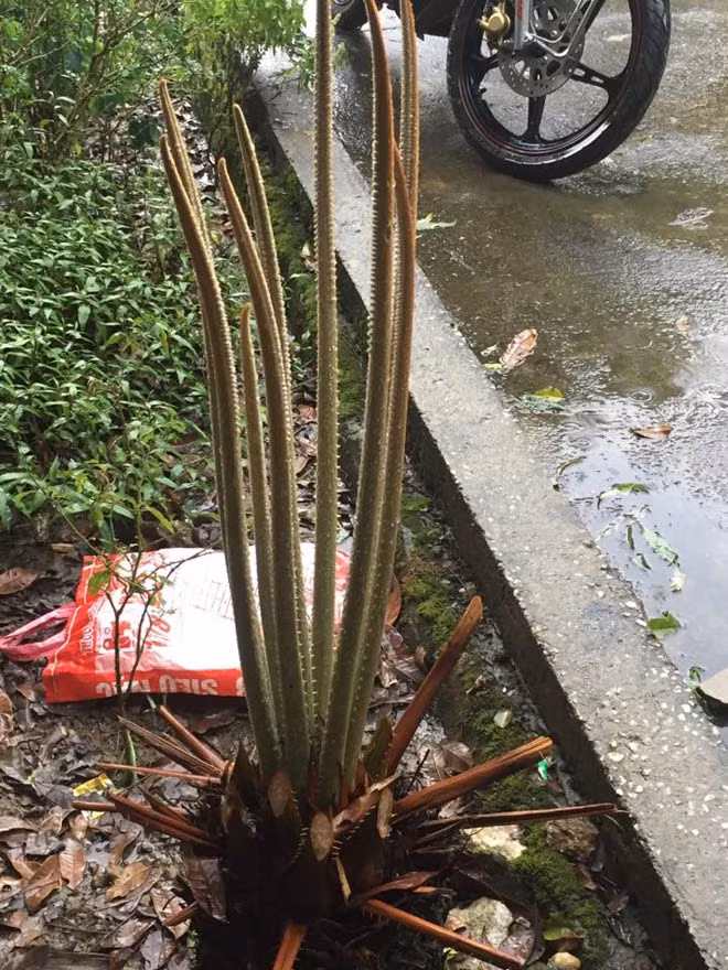 Bên cạnh cây vạn tuế “mắn đẻ” này, là 1 cây khác cũng 20 năm tuổi nhưng chưa từng ra quả.