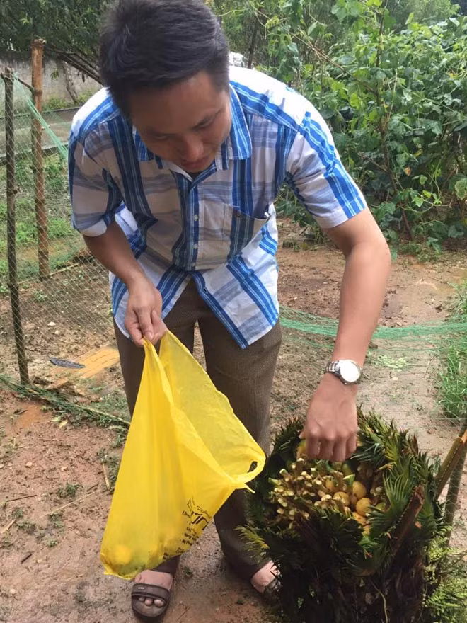 Chủ nhà là người dễ tính, nên khách thoải mái hái về ăn.