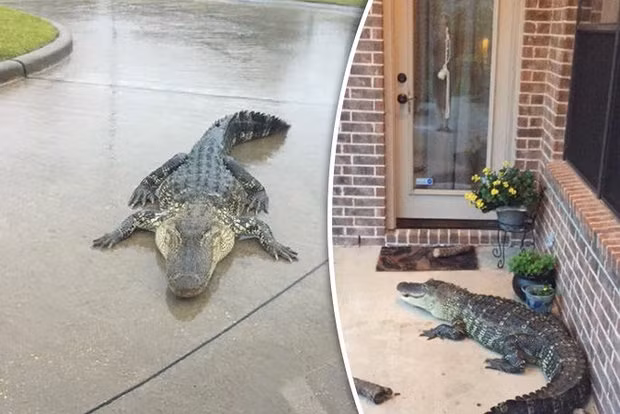 Ca sau o at len bo tranh sieu bao, My canh bao nguoi dan