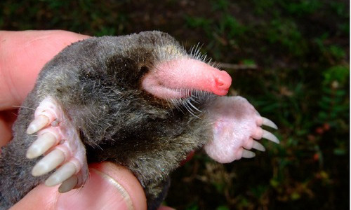 Loài chuột chũi Euroscaptor orlovi phát hiện ở Việt Nam.