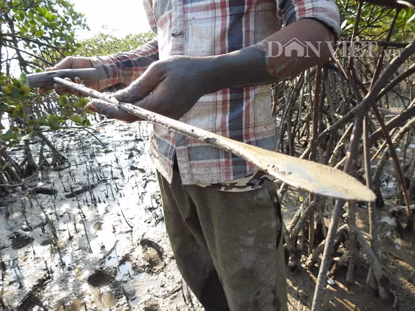 "Chéc" là dụng cụ dùng để bắt ngán, được làm từ thanh sắt 10, đập dẹt 1 đầu, đầu còn lại cắm miếng gỗ làm tay cầm.