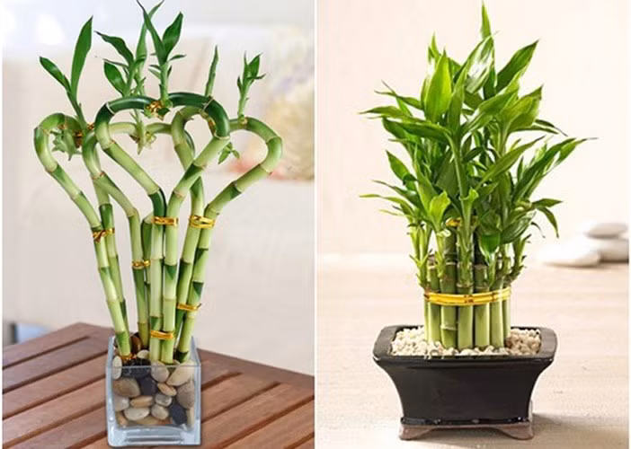 6. Cây phát lộc. Nhiều người tin rằng loài cây này mang lại may mắn, tài lộc sung túc cho cả gia đình.