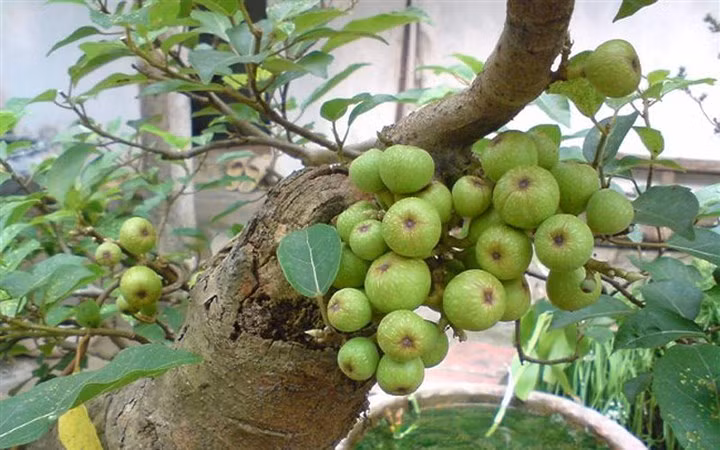 9. Cây sung. Cây sung là biểu tượng cho sự sung mãn, tròn đầy nên cây sung rất được người Việt ưa chuộng trồng làm cảnh. Cây sung còn được xếp đứng đầu trong bộ tam đa, là biểu tượng của phúc (cây sung) cùng với lộc (cây lộc vừng), thọ (vạn tuế).