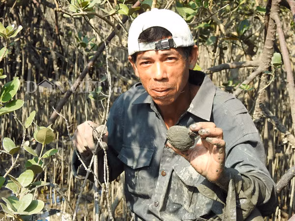 Anh Châu Quốc Đạt, một thợ bắt ngán ở Quan Lạn, cho biết: "Mỗi buổi đi từ 2-4 tiếng, tôi bắt được nhiều nhất là 2-3kg ngán, có buổi chỉ được vài lạng".