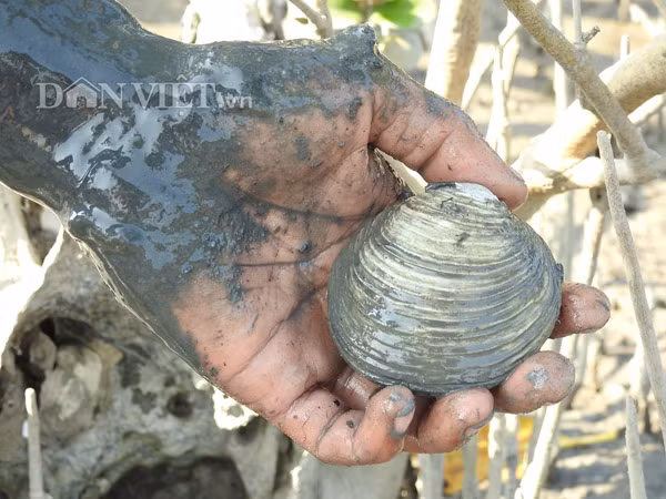 Ngán tuy sống dưới bùn lầy, nhưng lại là một thực phẩm giàu chất dinh dưỡng. Từ con ngán có thể chế biến được nhiều món ăn ngon và bổ dưỡng như ngán luộc, ngán nướng, gỏi ngán, cháo ngán, bún ngán...đặc biệt nhất đó là món rượu ngán nổi tiếng Quảng Ninh.