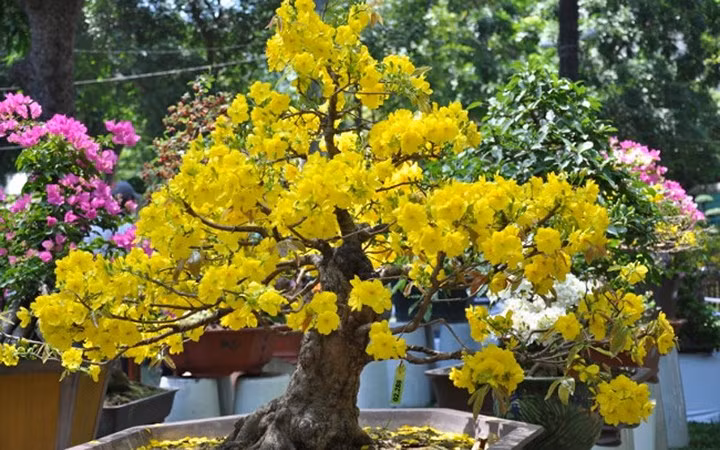 2. Hoa mai. Theo quan niệm của người xưa, hoa mai nở vào ngày Tết sẽ đem lại may mắn, sức khỏe dồi dào, làm ăn phát đạt, tấn lộc tấn tài.