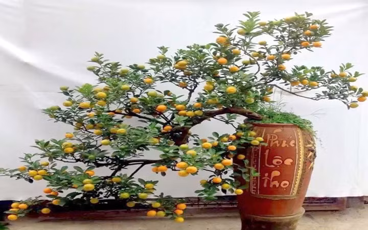 3. Cây quất. Trưng bày cây quất dịp Tết được cho là mang lại sự may mắn, bình an, sức khỏe, trường thọ, niềm vui, hút tài lộc.