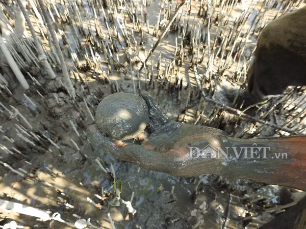 Khi ở dưới nước, con ngán thường thò chiếc xúc tu to, dài để thở và kiếm thức ăn. Nếu thấy mặt nước động, ngán sẽ chui nhanh xuống dưới bùn để trốn kẻ thù, khi bị móc lên thì ngậm chặt vỏ.