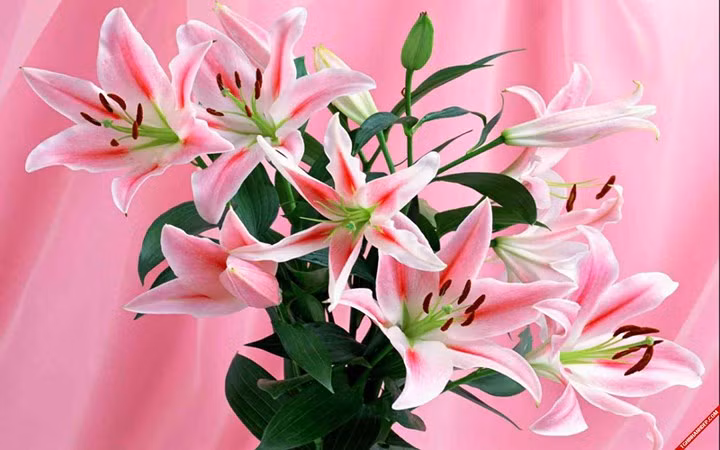 7. Hoa ly. Mấy năm gần đây nhiều gia đình cũng bắt đầu dùng hoa ly trưng bày trong nhà dịp Tết với mong muốn mang lại "bách hợp" cho gia đình hòa thuận quanh năm.