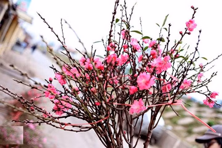 1. Hoa đào. Trong dịp Năm mới ở các gia đình người Việt ở miền Bắc thường bày cây hoặc cành hoa đào với mong muốn cầu xin may mắn, thuận lợi cả năm.