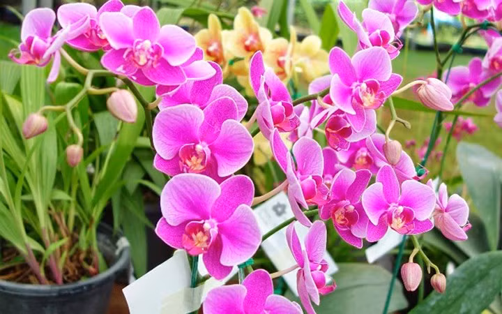 10. Hoa lan. Loài hoa "nữ hoàng" này tượng trưng cho sự giàu có, sang trọng, quý phái. Trong phong thủy, hoa lan mang lại nhiều may mắn, vượng khí cho gia chủ. Chính vì vậy, với vẻ đẹp sang trọng, màu sắc rực rỡ, loài hoa này thường được bày ở trong phòng khách mỗi dịp xuân về.