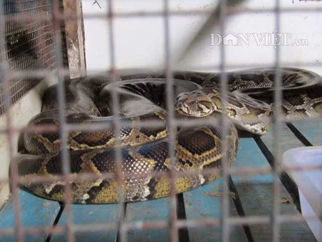 Những con trăn lớn nằm trong chuồng ngủ vùi rất hiền lành.
