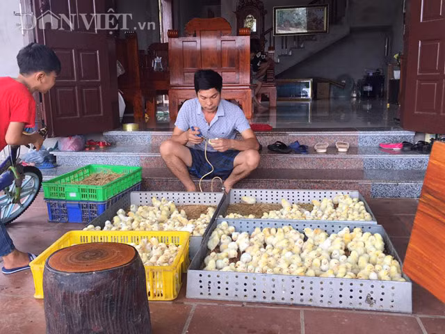 Kiem hang tram trieu nho tuyet chieu thu tinh nhan tao cho ga-Hinh-4