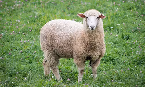 Du khach bi phat hon 1.000 USD vi trom cuu lam BBQ