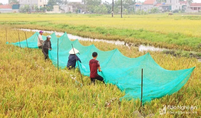 San dac san "tom bay" nong dan xu Nghe kiem tien trieu moi ngay