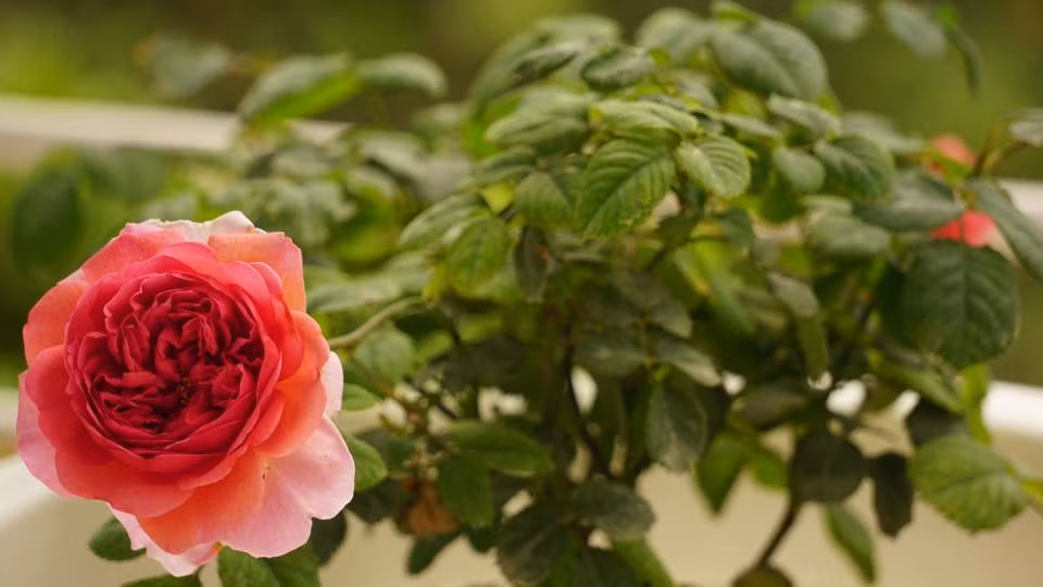 Bên cạnh đảm bảo đủ dinh dưỡng, hoa hồng cần đủ độ ẩm, đủ nước. Anh Liêm thường tưới nước vào buổi sáng khoảng từ 7-8 giờ, hoặc chiều lúc 5 giờ. Theo anh, cần tưới một lượng nước vừa phải sao cho đất đủ độ ẩm trong suốt cả ngày. Nếu để thừa nước cây sẽ dễ sinh nấm, đen thân và hỏng cây. Thiếu nước khiến đất cằn cỗi, khô cháy lá, dễ khiến cây bị trĩ vì vậy tưới nước vừa đủ là yếu tố rất quan trọng.