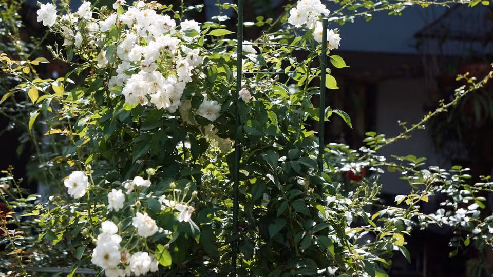 Để có được vườn hồng như hiện tại, anh Liêm đã mất khá nhiều thời gian để chăm sóc, chọn lựa các giống hồng yêu thích, tìm hiểu cách trồng và chăm để hồng được tươi tốt, nở đẹp duyên dáng ở ban công nhà mình.