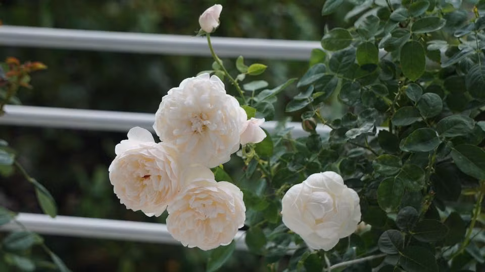 Theo anh, một yếu tố rất quan trọng khi chăm sóc hồng là phải thường xuyên giữ cho cây hồng “sạch”, phải thường xuyên cắt tỉa lá già, các cành yếu và cả các hoa tàn để tập trung sức nuôi cây. Đặc biệt, phải thường dọn sạch bề mặt đất bên dưới gốc hồng, không để rác lá hình thành bởi đó cũng là một trong những nguyên nhân ủ mầm bệnh cho cây.