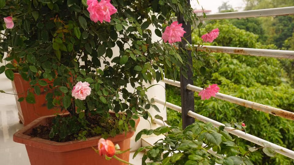 Chia sẻ bí quyết chăm sóc vườn hồng trên ban công của mình, anh Liêm cho hay, sau một thời gian trồng, có thể pha loãng Atonick - chất kích thích ra rễ ra chồi của Nhật để tăng cường đề kháng. Tiếp đó sau 10 nên phun hoặc tưới phân đầu trâu 501 để kích thích bộ rễ cho cây. Nếu muốn ra hoa và hoa đẹp thì nên phun tưới 701 và 901, kết hợp tưới phân cá nhằm kích thích chồi mầm. Và khoảng 3 tháng thì bổ sung thêm phân chuồng. Vì trồng hoa ở ban công để ngắm, nên khi phát hiện sâu bệnh, anh thường dùng dung dịch gừng, tỏi, ớt xịt trực tiếp cho cây.