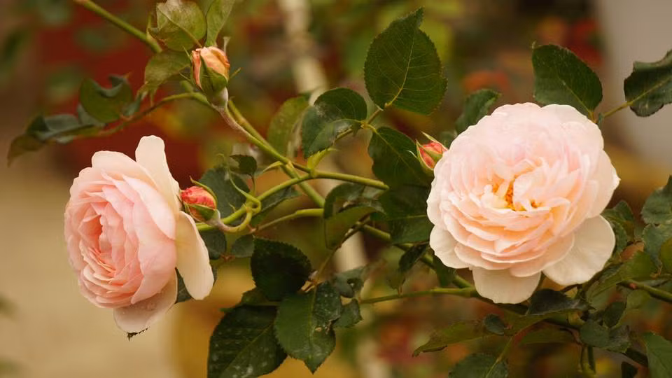 Anh Liêm tâm sự: "Trồng hồng luôn cần nhiều thời gian chăm sóc và tình yêu, niềm đam mê. Vì thế, mỗi ngày dù bận rộn với trăm công nghìn việc, mình vẫn giành thời gian để chăm sóc cho từng gốc hồng của mình. Khi hoa nở rực rỡ cũng là lúc mình cảm thấy bao công sức, vất vả được đền đáp, ngắm hồng luôn khiến lòng mình cảm thấy bình yên đến lạ." Bởi yêu hồng và có những bí quyết riêng nên vườn nhà anh hồng luôn tươi tốt, sai hoa.