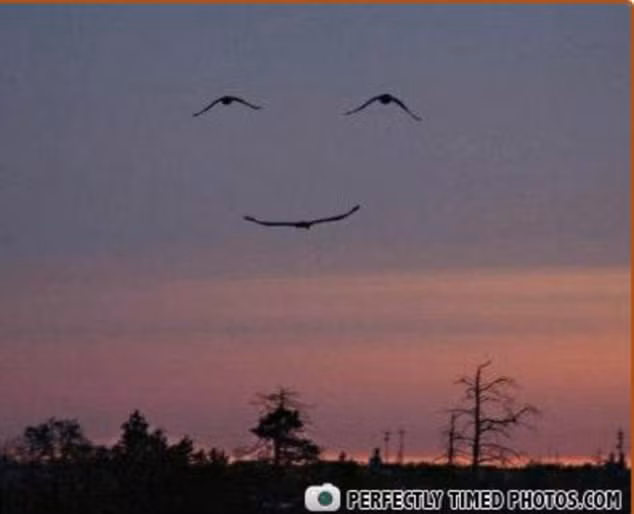 Những cánh chim báo tin vui.