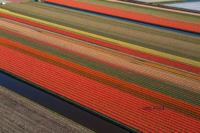 Các bức ảnh của ông được chụp từ một chiếc máy bay, đủ cao để những cánh đồng hoa trông giống như những dải lụa, trải dài trên mặt đất.