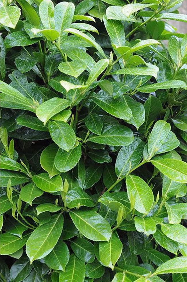 Cây nguyệt quế được trồng phổ biển tại các vùng ngoại ô ở Anh, nhưng khói khi đốt loại cây này cực kỳ độc hại.