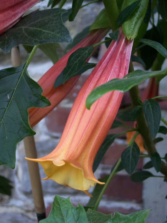 Brugmansia là một loại cây thuộc họ Cà. Theo lời của nữ công tước, trước khi chết, nạn nhân dính độc của nó sẽ ở trong trạng thái kích thích tình dục.