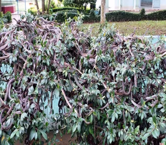 Tại đây, cả ngàn con rắn lục đuôi đỏ, hổ lãi được nuôi dưỡng và chăm sóc, nằm bò lúc nhúc trên các nhánh cây xanh.