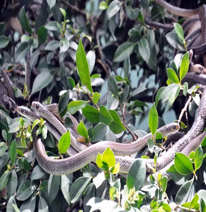 “Từ năm 1999 đến nay, công tác bảo rồn gen các loài rắn độc đã được Trung tâm đặc biệt quan tâm đưa vào chương trình bảo tồn gen quốc gia. Với mô hình nuôi bảo tồn các loại rắn độc của trung tâm hiện nay đã kết hợp chặt chẽ giữa nuôi bảo tồn và khai thác nguồn gen quí hiếm phục vụ cho phát triển kinh tế- xã hội”, bác sĩ Lương nói.