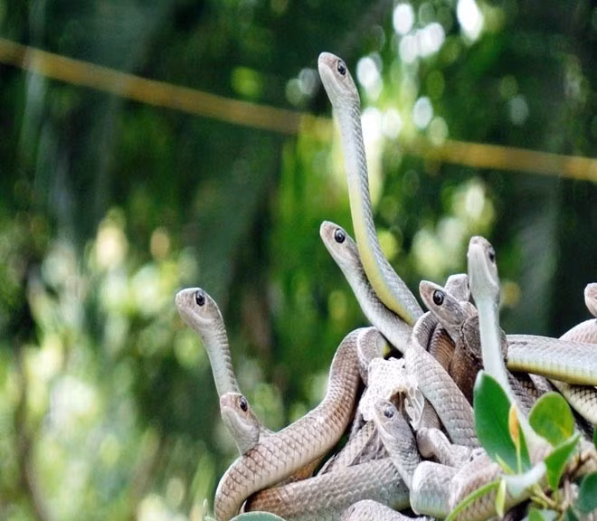 Nằm cách trung tâm thành phố Mỹ Tho, tỉnh Tiền Giang khoảng 9km, trại rắn Đồng Tâm được mệnh danh là vương quốc rắn ở Việt Nam, với hơn 400 loài rắn các loại trong đó có những loại rắn cực độc và nằm trong sách đỏ vì quý hiếm.