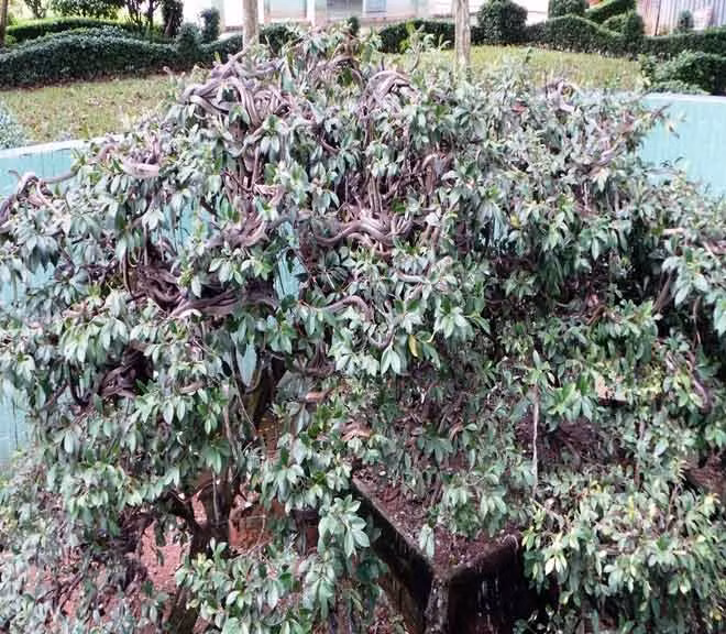 Rắn hổ lãi còn gọi là rắn ráo là loài không có nọc độc đang được nuôi dưỡng, chăm sóc tại trại rắn.