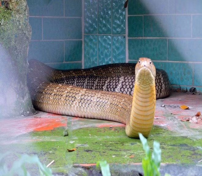 Từ chỗ chỉ có 0,5 ha khi mới thành lập, đến nay, Trung tâm Nuôi trồng nghiên cứu chế biến dược liệu Quân khu 9 (còn gọi là trại rắn Đồng Tâm) đã mở rộng lên thành 12 ha, bảo tồn hàng chục loài rắn, với khoảng 5.000 cá thể rắn qúy hiếm như: Mai gầm, hổ mang, hổ chúa, cạp nia…