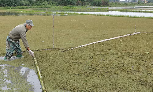 Annh Nguyễn Đình Hoàn đang gạt bèo hoa dâu ở 1 ruộng trũng. Mô hình thả bèo hoa dâu cho thu nhập cao của gia đình anh Nguyễn Đình Hoàn được cho là lạ mà hay.