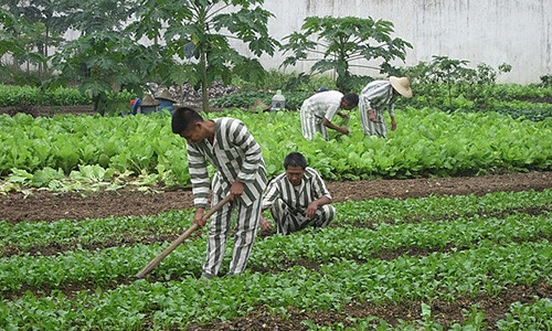 Các phạm nhân ở trại giam Suối Hai đang tăng gia sản xuất.