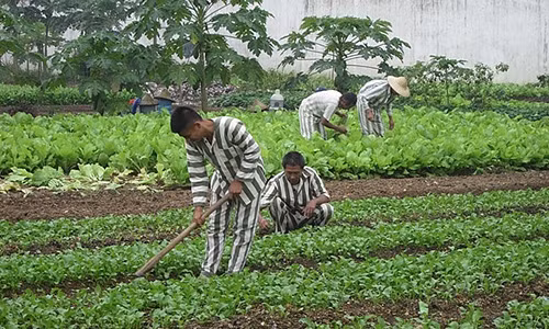 Các phạm nhân ở trại giam Suối Hai đang tăng gia sản xuất.