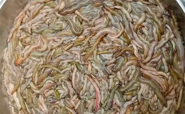 Rươi thuộc họ giun, bò lổm ngổm trong chậu nên nhiều người nhìn sợ.