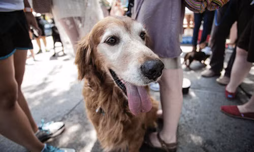 Phong trao chong vac xin dang lam kho ca cho, meo