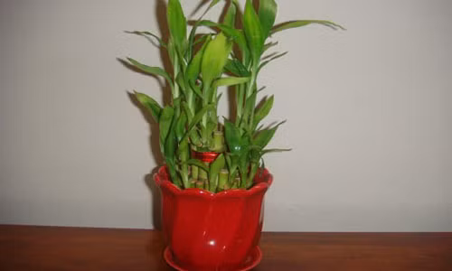 Hay vut ngay do vat nay ra khoi nha keo gia dinh ngay cang lui bai