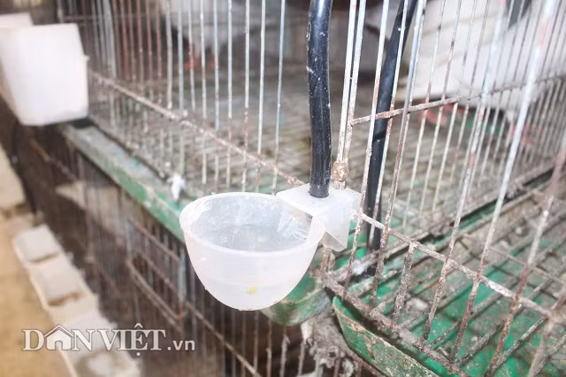 Theo anh Hùng, trong những ngày hè nắng nóng, trứng chim câu thường bị ung, hỏng rất nhiều. Để khắc phục, anh Hùng thường lấy trứng chim câu cho vào máy ấp, còn để chim câu ấp trứng… giả. Nhờ vậy, tỷ lệ trứng chim câu nở lên đến 90%.