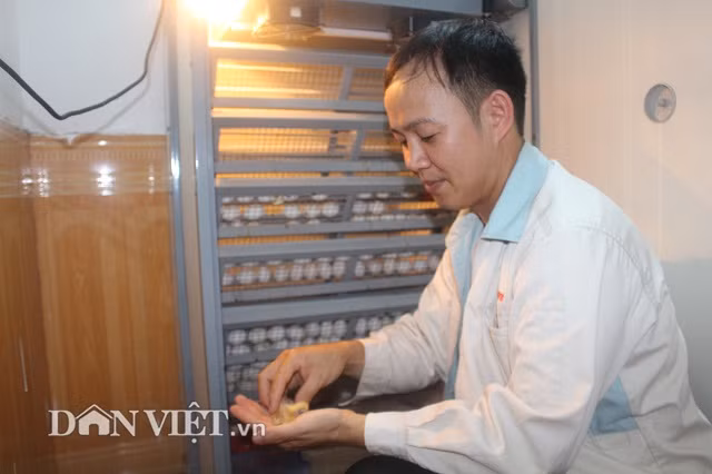 Với tổng diện tích 300 m2, mỗi tháng anh Hùng xuất bán hơn 700 cặp chim thịt với giá 110.000 – 140.000 đồng/cặp, thu về hơn 70 triệu đồng mỗi tháng. Bấm đốt ngón tay, anh Hùng thổ lộ với Nhà nông/Dân Việt cho biết, trừ hết mọi chi phí, anh còn thu lãi hơn 30 triệu đồng/tháng từ nuôi chim câu.