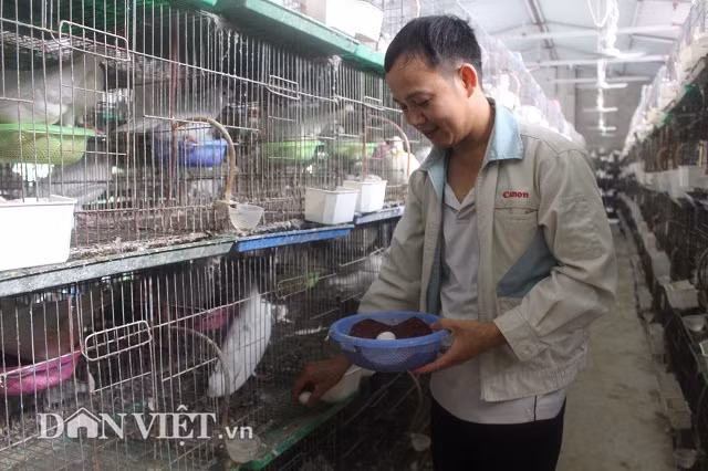 Theo anh Hùng, trong những ngày hè nắng nóng, trứng chim câu thường bị ung, hỏng rất nhiều. Để khắc phục, anh Hùng thường lấy trứng chim câu cho vào máy ấp, còn để chim câu ấp trứng… giả. Nhờ vậy, tỷ lệ trứng chim câu nở lên đến 90%.