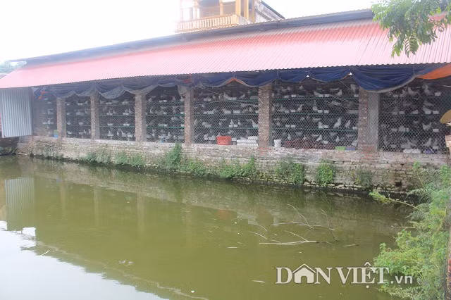 Theo anh Hùng, so với chăn nuôi lợn gà như hiện nay thì nuôi chim câu không cần vốn đầu tư quá lớn mà lại có thu nhập khá. Điểm quan trọng là, hiện nay nguồn cung chim bồ câu thương phẩm mới chỉ đáp ứng được khoảng 40% thị trường, nên việc tiêu thụ khá dễ dàng. Chính vì vậy, cùng với việc mở rộng quy mô nuôi chim câu, anh Hùng còn liên kết với hàng chục hộ nuôi chim câu trên địa bàn huyện Quế Võ để hỗ trợ nhau cùng sản xuất và tiêu thụ sản phẩm.