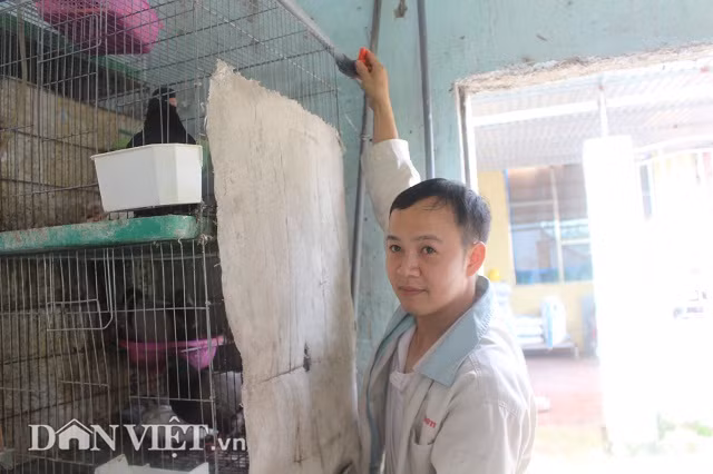 Điều đáng nói, tuy nuôi chim câu với số lượng “khủng”, nhưng anh Hùng khá nhàn nhã. Hiện, 2 vợ chồng anh Hùng đều ở nhà nhưng toàn bộ việc chăm sóc chim câu đều do 1 tay anh Hùng đảm nhận. Nhiều chị em ở thôn Thi Xá gọi anh Hùng là “soái ca nhà người ta” vì vừa chăm chỉ, kiếm tiền giỏi lại yêu chiều vợ con.