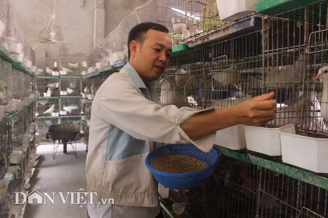 Anh Hùng bảo, trước khi đến với nghề nuôi câu, anh từng chăn nuôi lợn, gà nhưng đều không hiệu quả. Năm 2012, anh tình cờ xem trên ti vi thấy có mô hình nuôi chim bồ câu Pháp cho hiệu quả kinh tế cao, thế là quyết định đầu tư nuôi chim.