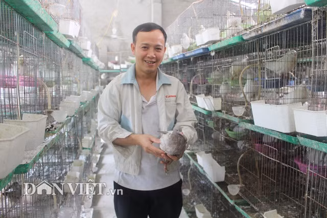 Thấy nuôi chim cầu vừa nhàn, cho thu nhập cao và quan trọng là nhu cầu thị trường còn rất lớn, anh Hùng quyết định đầu tư mở rộng quy mô chuồng nuôi, tăng số lượng chim bố mẹ lên tới 700 cặp năm 2015 rồi đến 1.500 cặp chim bố mẹ như hiện nay.