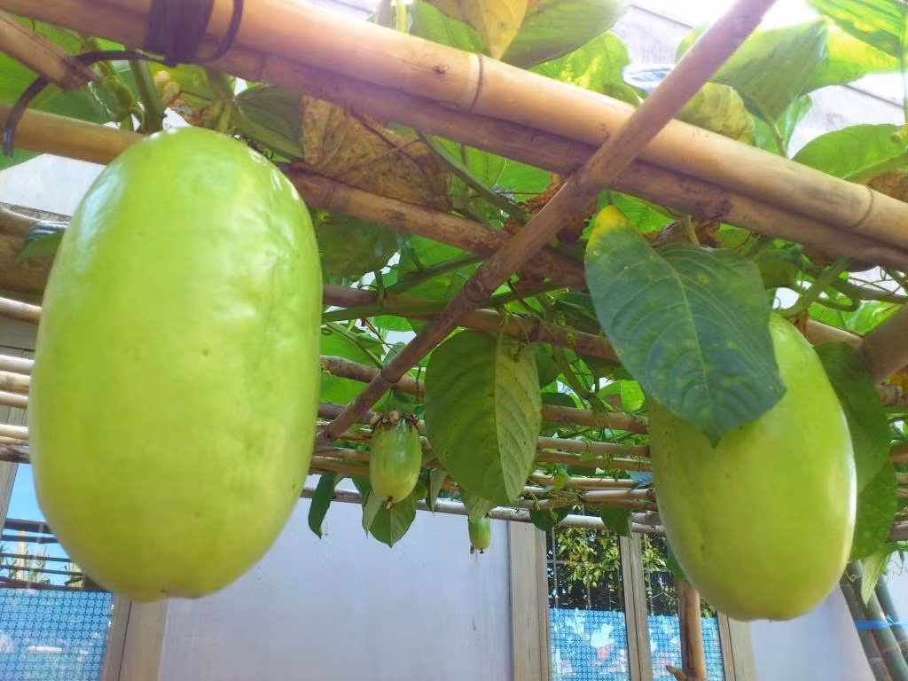 Gia đình chị Cẩm Vân, xã Xuân Bản, huyện Cẩm Mỹ, tỉnh Đồng Nai hiện đang sở hữu 1 giàn dưa gang Tây rất sai trái. Chị cho biết, cách đây 6 tháng, chị xin 1 dây dưa gang Tây của người quen và đem về giâm trước cổng nhà. Cây mọc rất nhanh, quay qua quay lại tầm gần 2 tháng là đã kín giàn và thêm dăm hôm nữa là bật nở những bông hoa rất to, màu tím trông rất hấp dẫn. Cánh hoa như những sợi chỉ tím, khum khum ôm nâng niu lấy nhụy hoa phía trong.