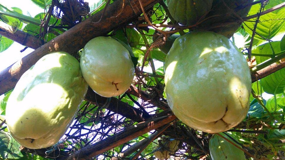 Chị Cẩm Vân cho biết, phần thịt trái dưa gang Tây khi chưa chín có thể dùng để nấu canh ăn giống đu đủ. Trái đã chín thì dùng thịt quả nhầy như keo, bở như dưa bở, màu trắng hơi chua và dịu, mùi dễ chịu, bao bọc các hạt nằm ở phía giữa của quả.